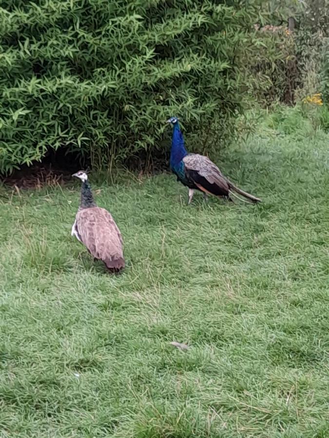 Gite Canard Fromelles Exterior foto